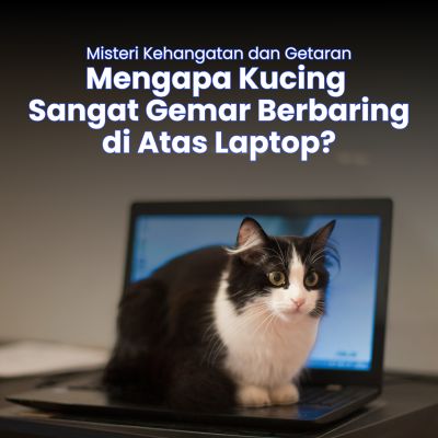 Misteri Kehangatan dan Getaran: Mengapa Kucing Sangat Gemar Berbaring di Atas Laptop?